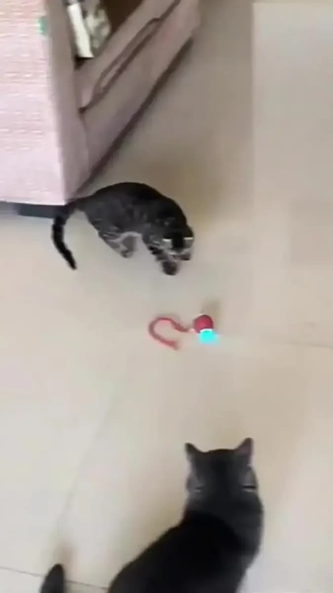 360° Pelota Interactiva Juguetes Eléctrica Para Perro Gato
